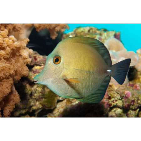 ZEBRASOMA SCOPAS