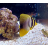 ZEBRASOMA VELIFERUM