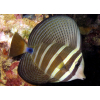 ZEBRASOMA VELIFERUM