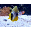 ZEBRASOMA VELIFERUM