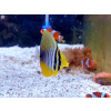 ZEBRASOMA VELIFERUM