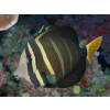 ZEBRASOMA VELIFERUM