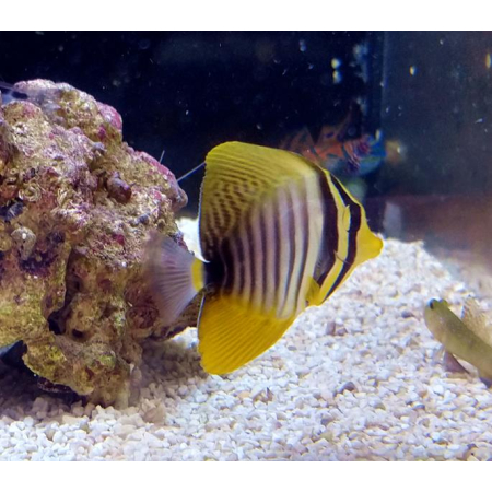 ZEBRASOMA VELIFERUM