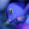 Zebrasoma xanthurum