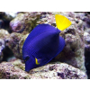 Zebrasoma xanthurum