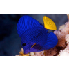 Zebrasoma xanthurum