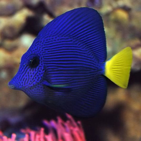 Zebrasoma xanthurum