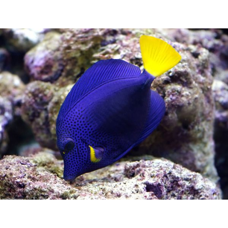 Zebrasoma xanthurum