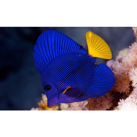 Zebrasoma xanthurum