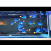 Paracanthurus hepatus  s  yellow