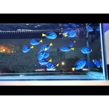 Paracanthurus hepatus  s  yellow