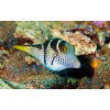 CANTHIGASTER VALENTINI  Rozdymka walentynka