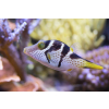 CANTHIGASTER VALENTINI  Rozdymka walentynka