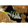CANTHIGASTER VALENTINI  Rozdymka walentynka