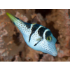 CANTHIGASTER VALENTINI  Rozdymka walentynka