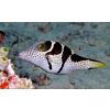 CANTHIGASTER VALENTINI  Rozdymka walentynka