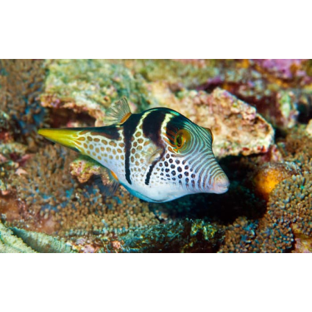 CANTHIGASTER VALENTINI  Rozdymka walentynka