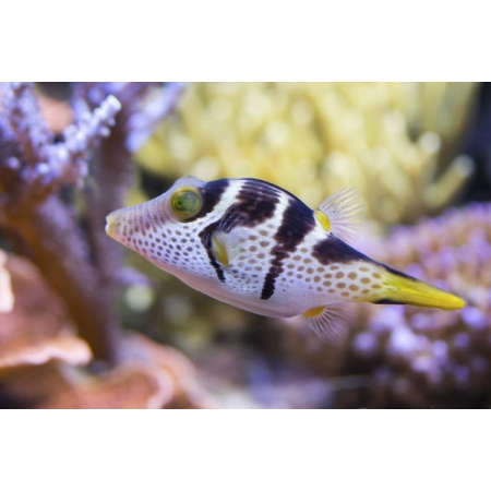 CANTHIGASTER VALENTINI  Rozdymka walentynka