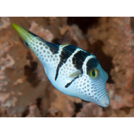 CANTHIGASTER VALENTINI  Rozdymka walentynka