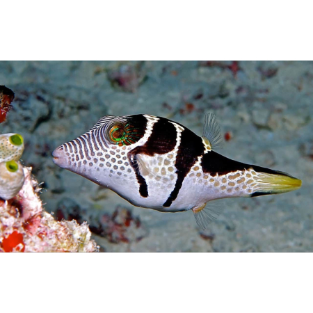 CANTHIGASTER VALENTINI  Rozdymka walentynka