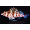 Cirrhitichthys falco