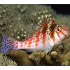 Cirrhitichthys falco