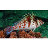 Cirrhitichthys falco