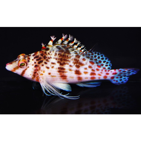 Cirrhitichthys falco