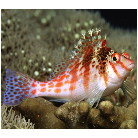 Cirrhitichthys falco