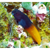 Ecsenius bicolor