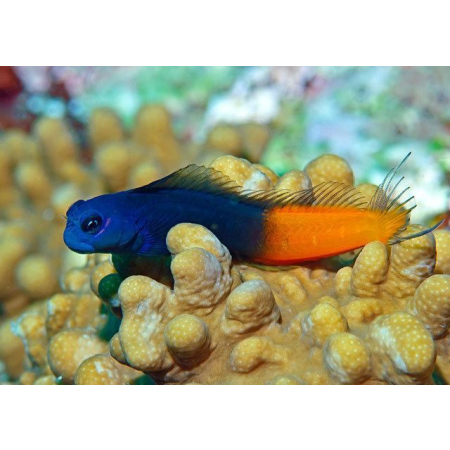 Ecsenius bicolor