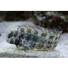 Salarias fasciatus