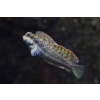 Salarias fasciatus