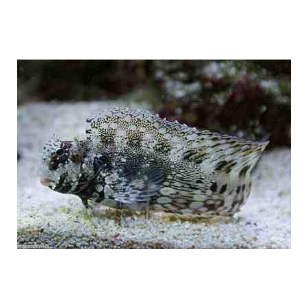 Salarias fasciatus