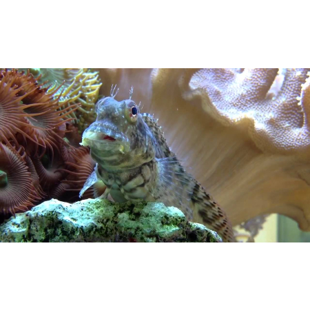 Salarias fasciatus