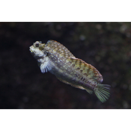 Salarias fasciatus
