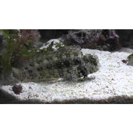 Salarias fasciatus