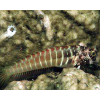 Salarias segmentatus