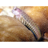 Salarias segmentatus