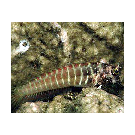 Salarias segmentatus