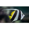 Heniochus acuminatus - PseudoIdolek