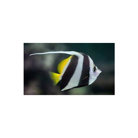 Heniochus acuminatus - PseudoIdolek