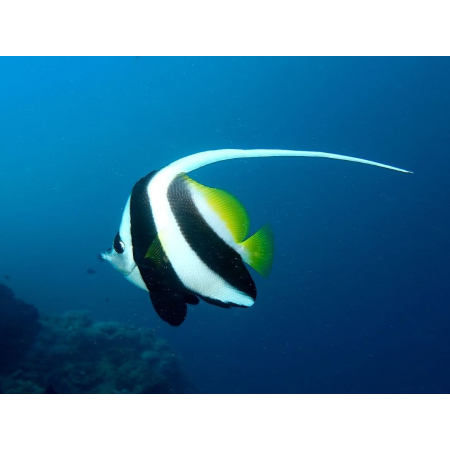 Heniochus acuminatus - PseudoIdolek