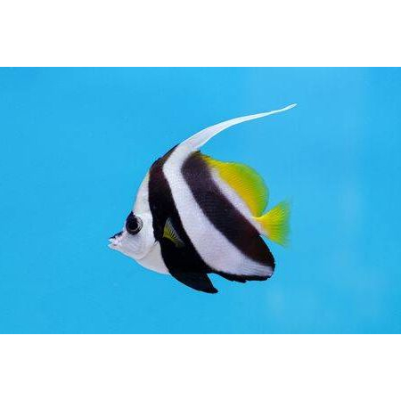 Heniochus acuminatus - PseudoIdolek