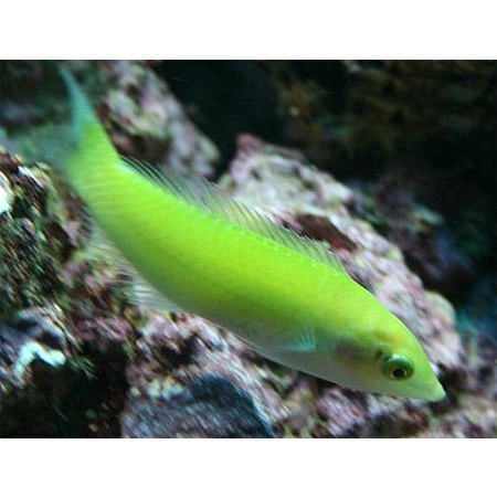 Halichoeres chloropterus