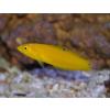 Halichoeres chrysus