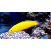 Halichoeres chrysus