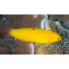 Halichoeres chrysus