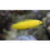 Halichoeres chrysus