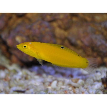 Halichoeres chrysus